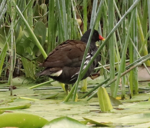 Eurasian Moorhen