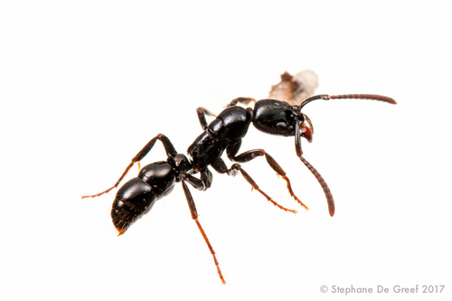 Neoponera mashpiNeoponera mashpi
