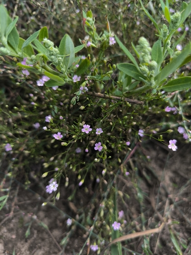 Low Baby's-breath