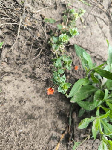 scarlet pimpernel