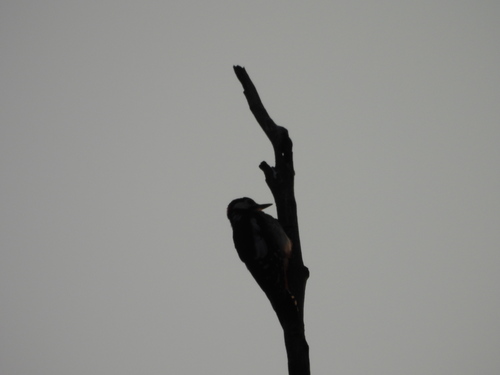 Great Spotted Woodpecker