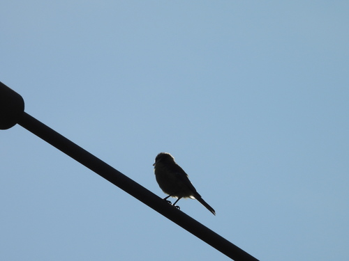 Eurasian Blue Tit