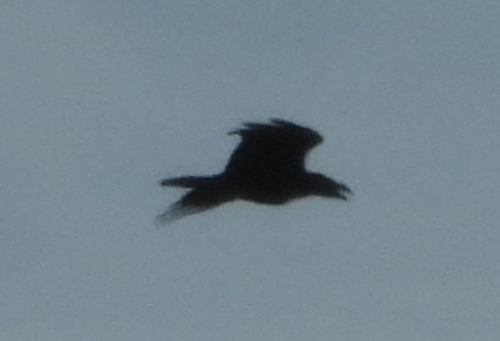 Common Raven