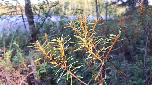 marsh Labrador tea