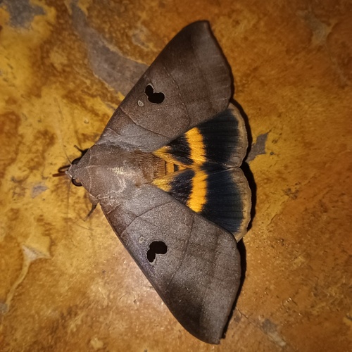 Yellow Underwing