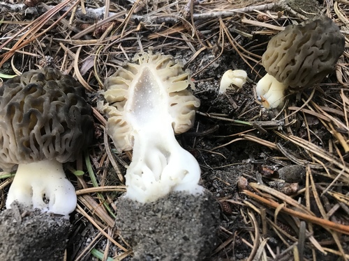 Natural Black Morel