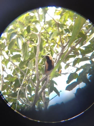 Burnished-buff Tanager