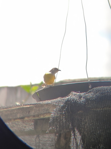 Bananaquit