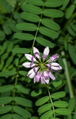 purple crownvetch