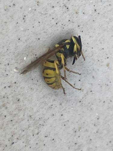 German Yellowjacket
