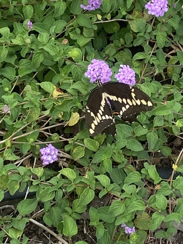 Eastern Giant Swallowtail