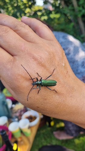 Musk beetle