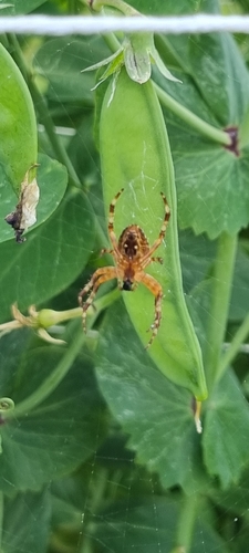 Cross Orbweaver