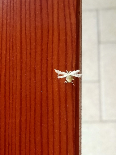 Brown Winged Plant Hopper