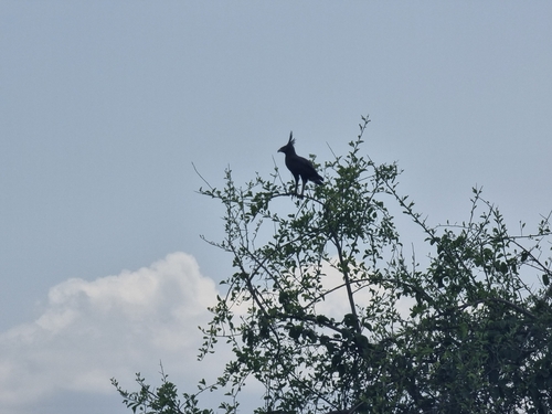Long-crested Eagle