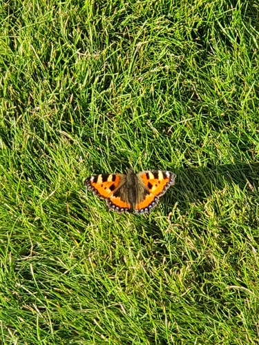Small Tortoiseshell