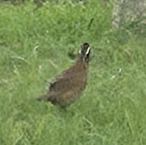 Northern Bobwhite