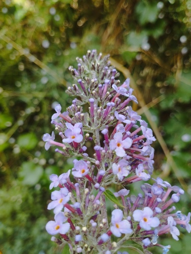 Butterfly bush