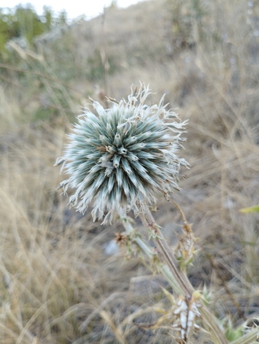 Glandular Globe-thistle