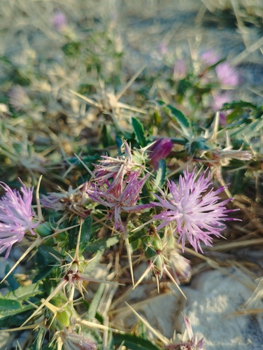 purple star-thistle
