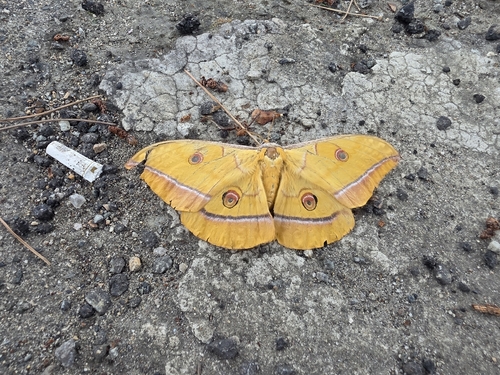 Japanese Silk Moth