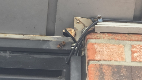 European Hornet