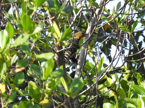Blond-crested Woodpecker