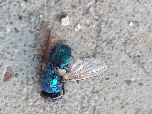 Greenbottle Flies