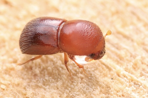 Granulate Ambrosia Beetle