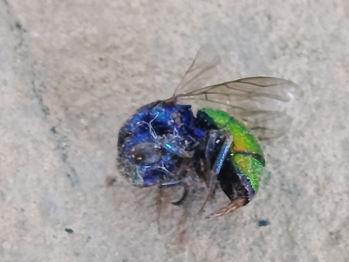 Chrysis scutellaris