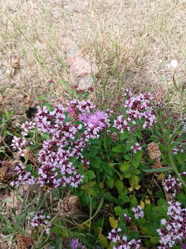 Oregano