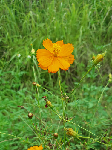 Yellow Cosmos
