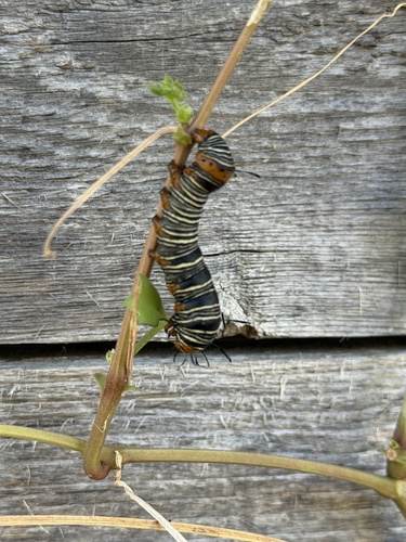 Wilson's Wood-nymph Moth