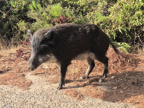 mediterranean boar