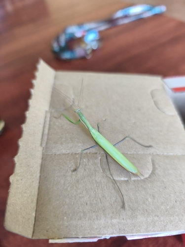 European Mantis