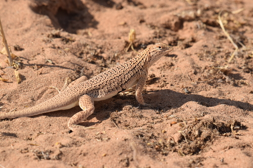 How to identify Uma thurmanae Derycke, Gottscho, Mulcahy & De Queiroz, 2020