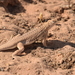 Mohawk Dunes Fringe-toed Lizard - Photo (c) Ryan O'Donnell, all rights reserved, uploaded by Ryan O'Donnell