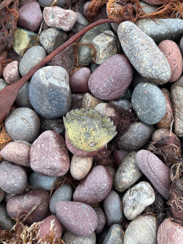 European Green Crab