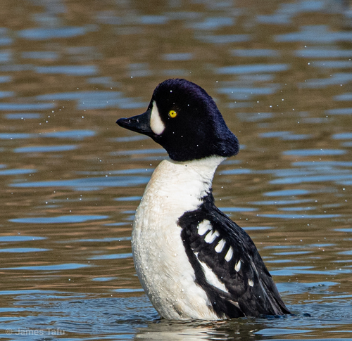 Barrow's Goldeneye