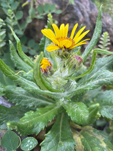 Seabeach Groundsel