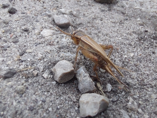 House Cricket