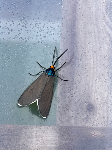 Virginia Ctenucha Moth