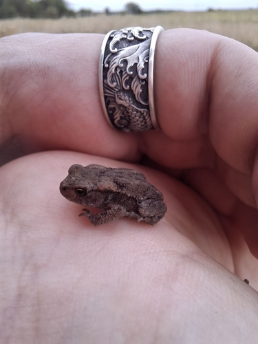 European Toad