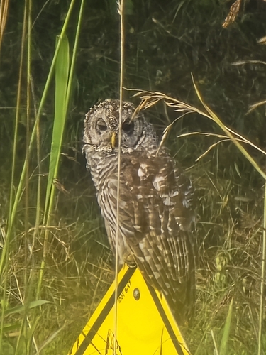 Barred Owl