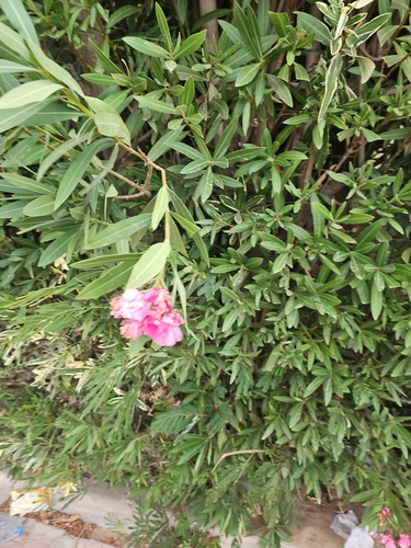 oleander