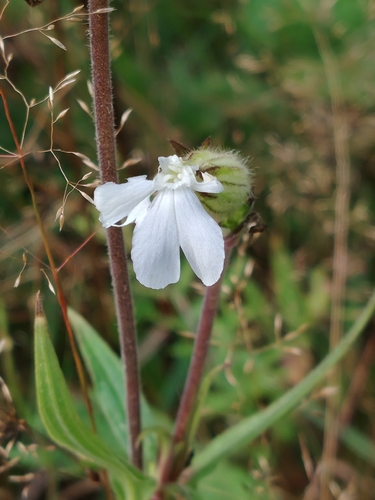 white campion