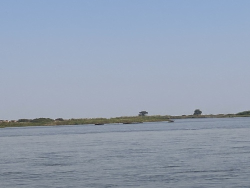 Common Hippopotamus