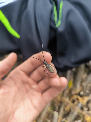 Black Pine Sawyer Beetle