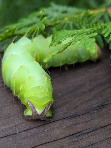 Polyphemus Moth