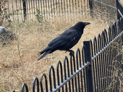 Carrion Crow